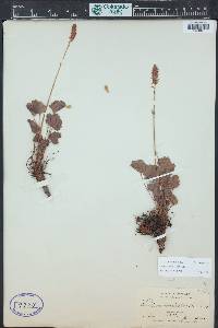 Heuchera bracteata image