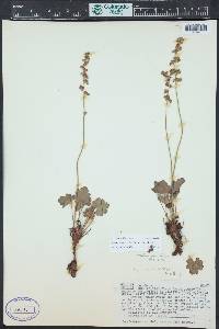 Heuchera parvifolia image