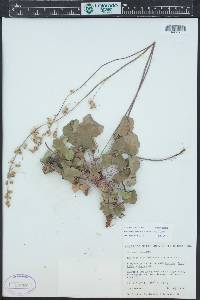 Heuchera parvifolia image