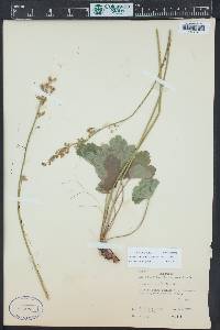 Heuchera parvifolia image