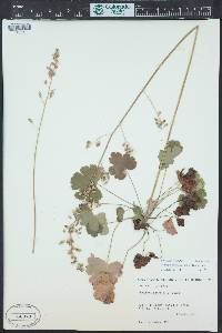 Heuchera parvifolia image