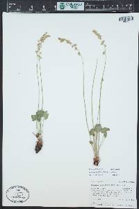 Heuchera parvifolia image