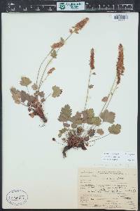 Heuchera bracteata image