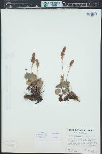 Heuchera bracteata image