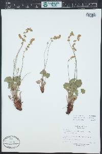 Heuchera parvifolia image