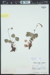 Heuchera bracteata image