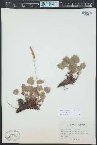 Heuchera bracteata image