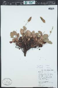 Heuchera bracteata image