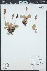 Heuchera bracteata image