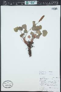 Heuchera bracteata image