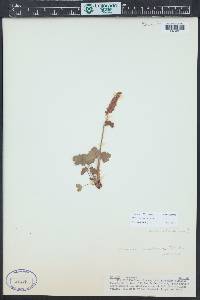 Heuchera bracteata image