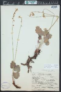 Heuchera parvifolia image