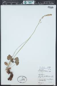 Heuchera parvifolia image