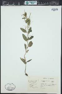 Epilobium collinum image
