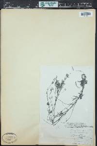 Aliciella haydenii image