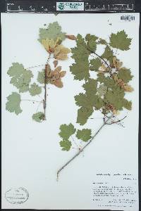 Acer glabrum image