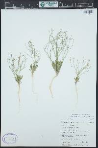 Aliciella leptomeria image