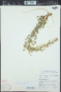 Aliciella stenothyrsa image