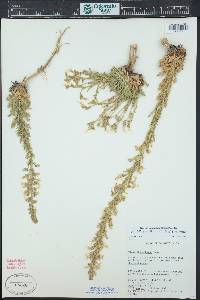 Aliciella stenothyrsa image