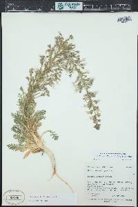 Aliciella stenothyrsa image