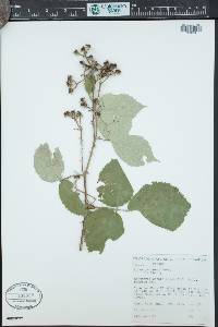 Rubus discolor image