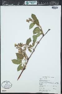 Rubus ostryifolius image