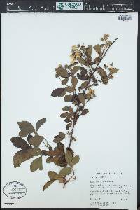 Rubus ostryifolius image