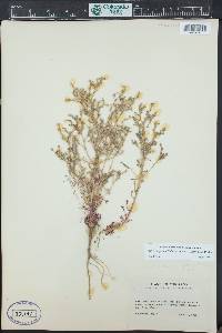 Aliciella pinnatifida image