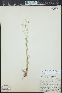 Aliciella pinnatifida image