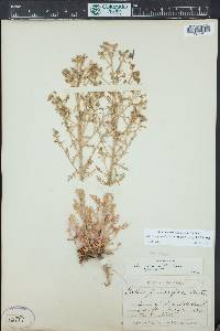 Aliciella pinnatifida image