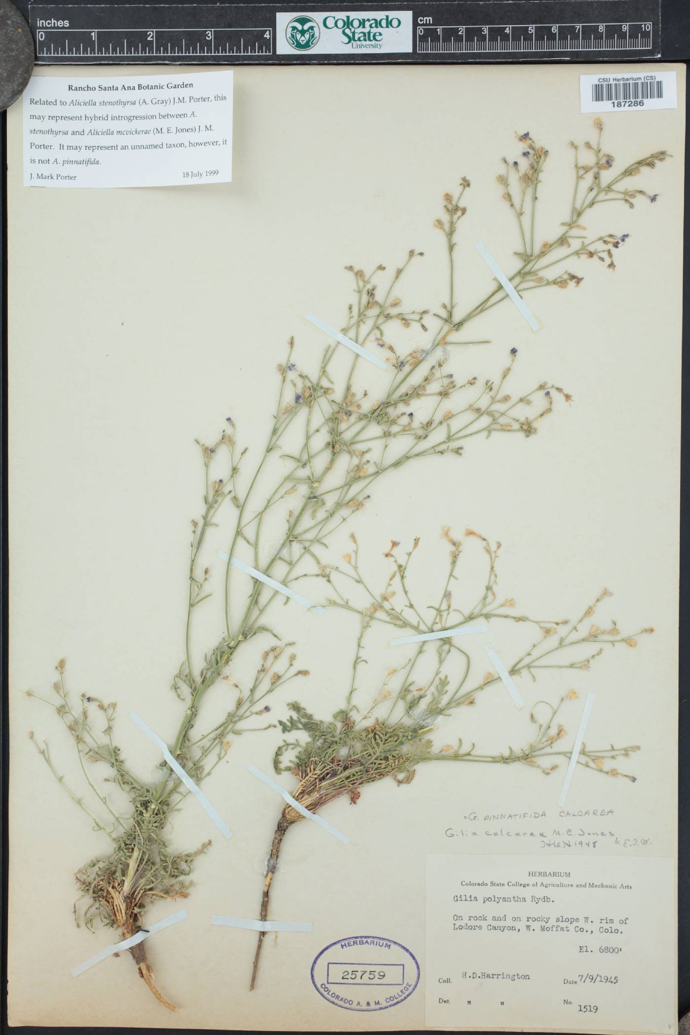 Aliciella stenothyrsa image