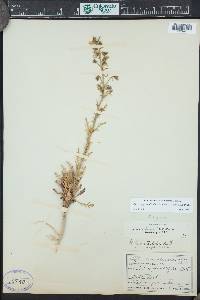 Aliciella pinnatifida image