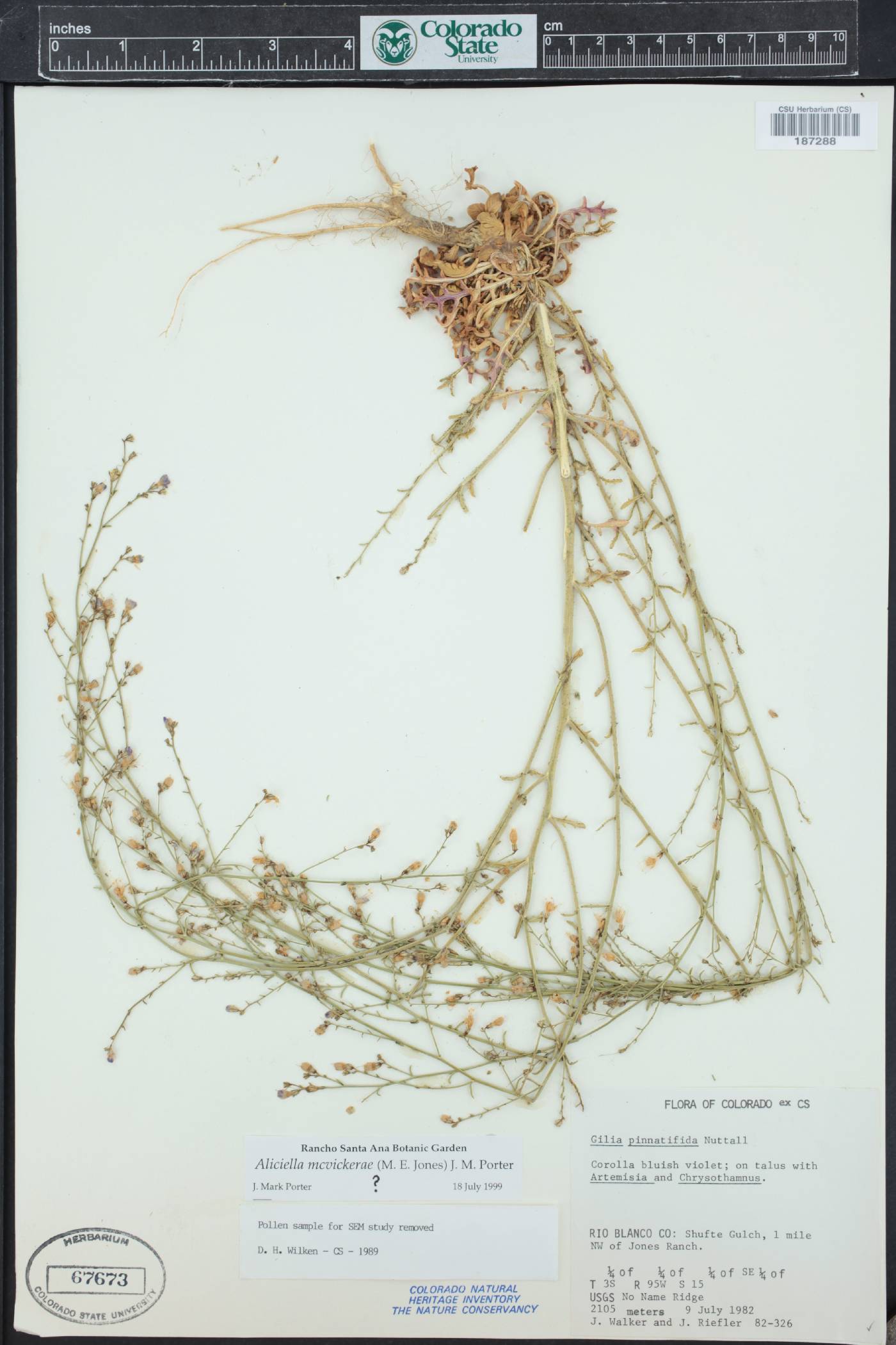 Aliciella mcvickerae image