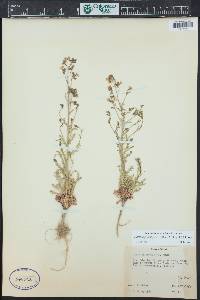 Aliciella pinnatifida image