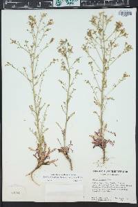 Aliciella pinnatifida image