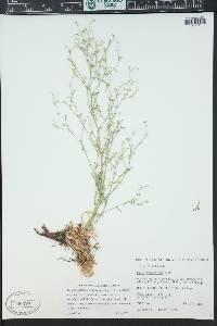 Aliciella stenothyrsa image