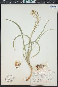 Toxicoscordion venenosum image