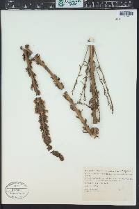 Antirrhinum glandulosum image