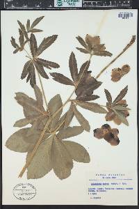 Helleborus odorus image