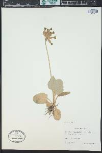 Primula veris image