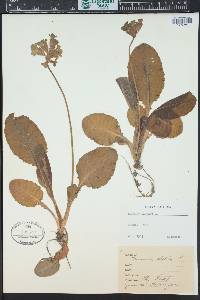 Primula elatior image