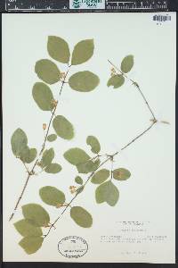 Lonicera xylosteum image