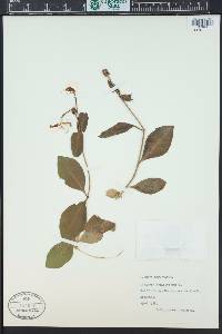 Lonicera periclymenum image