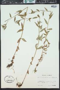 Epilobium alsinifolium image