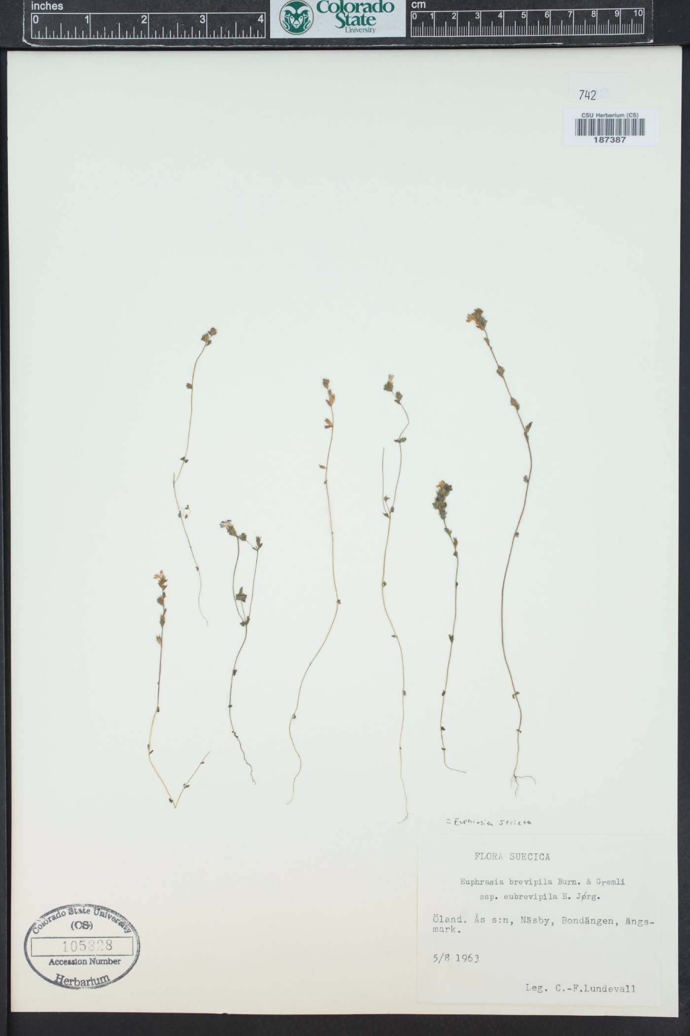 Euphrasia stricta image