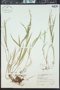 Melica uniflora image