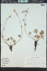 Potentilla pulcherrima image