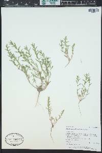 Blitum nuttallianum image