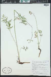 Pseudocymopterus montanus image