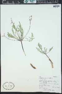 Lomatium planosum image
